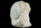 Displayable Fossil Sea Urchin (Clypeus) - England #65857-2